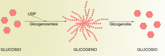 Metabolismo del glicogeno